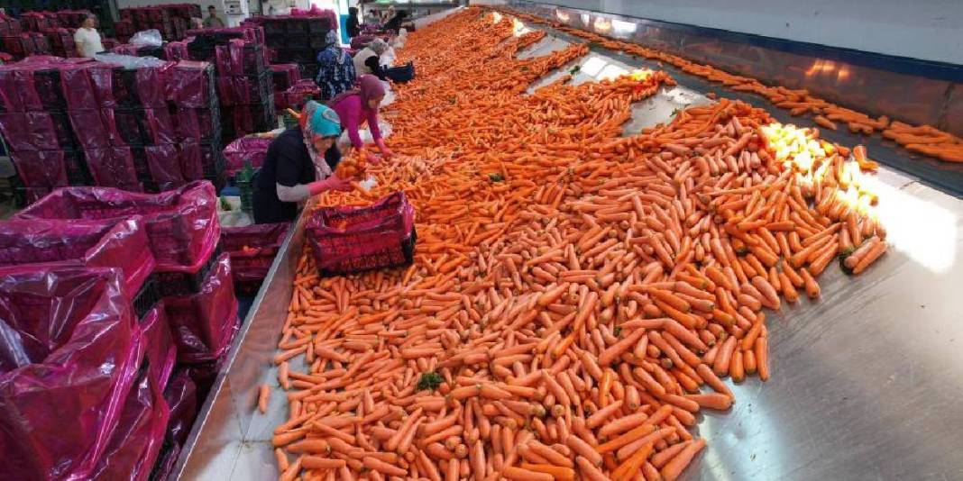 80 bin dekarda üretiliyor,%90'ı kadın emeğinden oluşuyor! Türkiye’nin ihtiyacı bu şehirden karşılanıyor 3